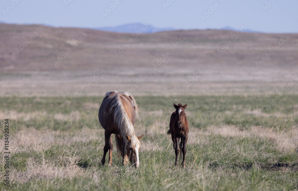 Obraz premium Wild Horse Mare and Her Foal in Springtime in the Utah Desert