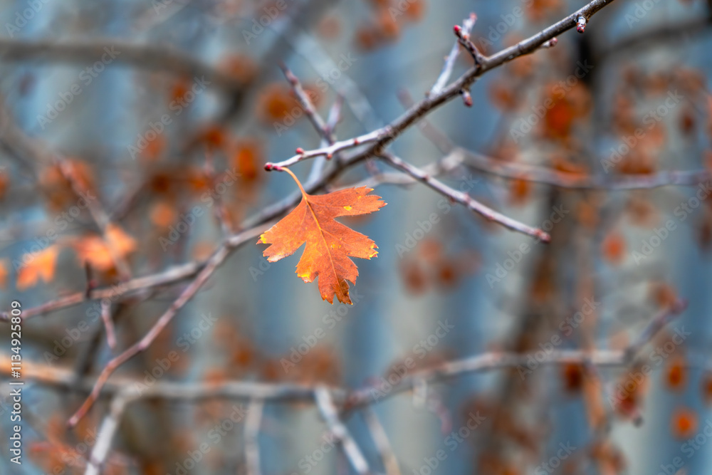 A close-up shot of a single orange autumn leaf hanging delicately on a bare branch, surrounded by blurred twigs and soft bokeh in the background. The image captures the transition of seasons A close-up shot of a single orange autumn leaf hanging delicately on a bare branch, surrounded by blurred twigs and soft bokeh in the background. The image captures the transition of seasons