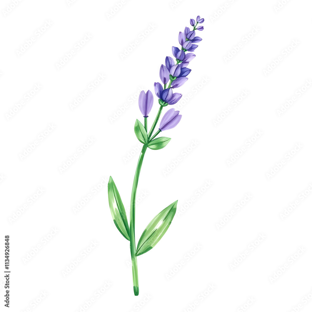 Obraz premium Lavender flowers painted in purple and green.