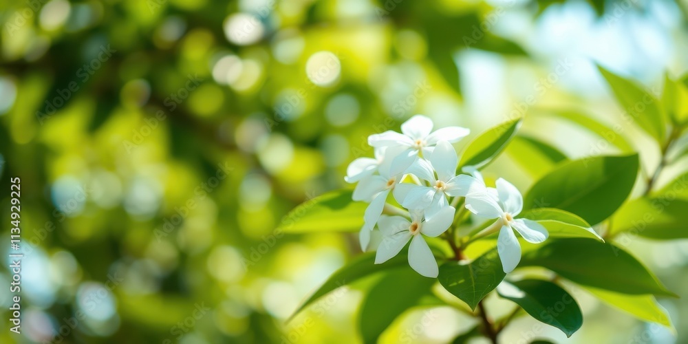 Delicate white flowers bloom against a backdrop of vibrant green leaves, bathed in the warm glow of sunlight. Delicate white flowers bloom against a backdrop of vibrant green leaves, bathed in the warm glow of sunlight.