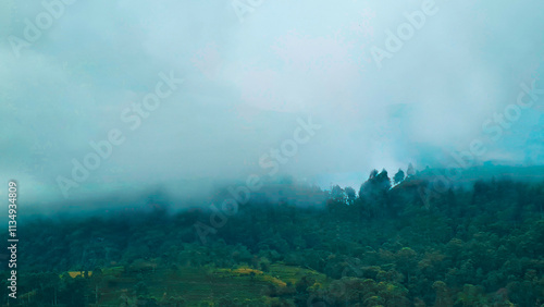 fog in the forest