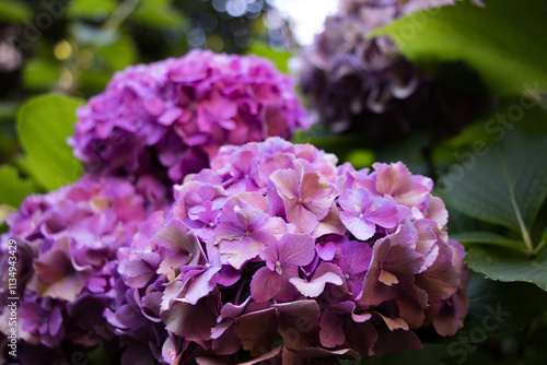 Blooming Purple bigleaf hydrangea, macrophylla Flowers photo