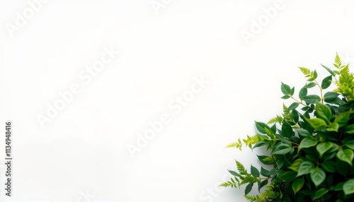 green leaves background