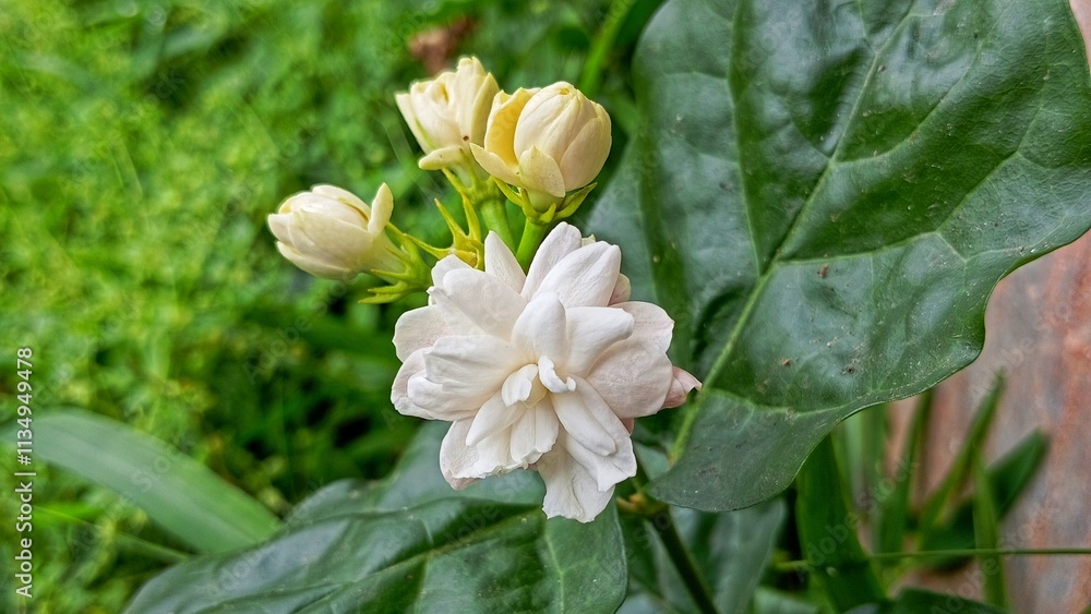 Obraz premium closeup of white flower