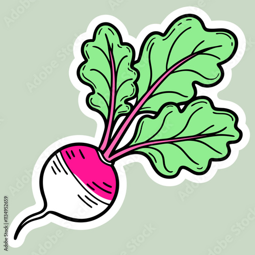 radish vector illustration