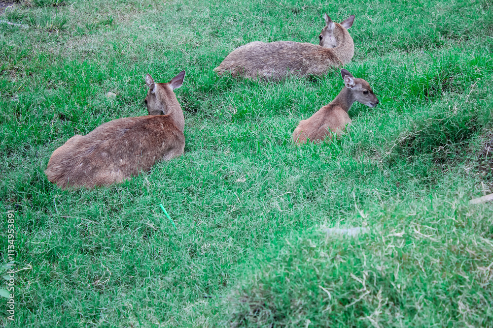 a herd of deer roaming the green field a herd of deer roaming the green field
