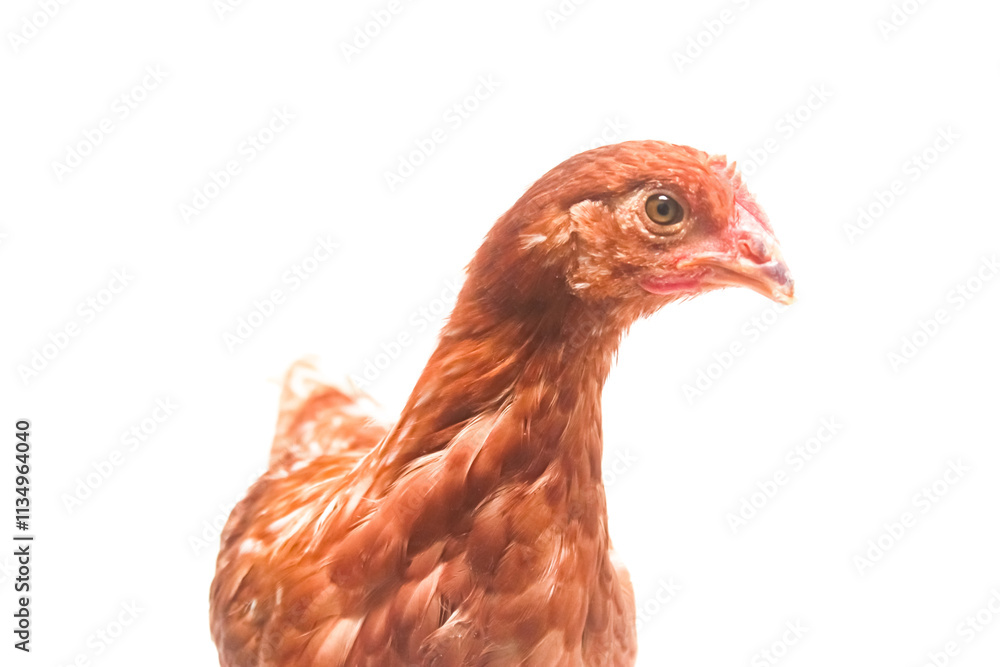 Fototapeta premium Close up.brown chicken on white background
