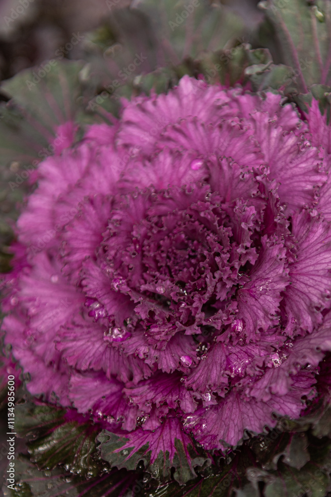 Obraz premium red cabbage plant