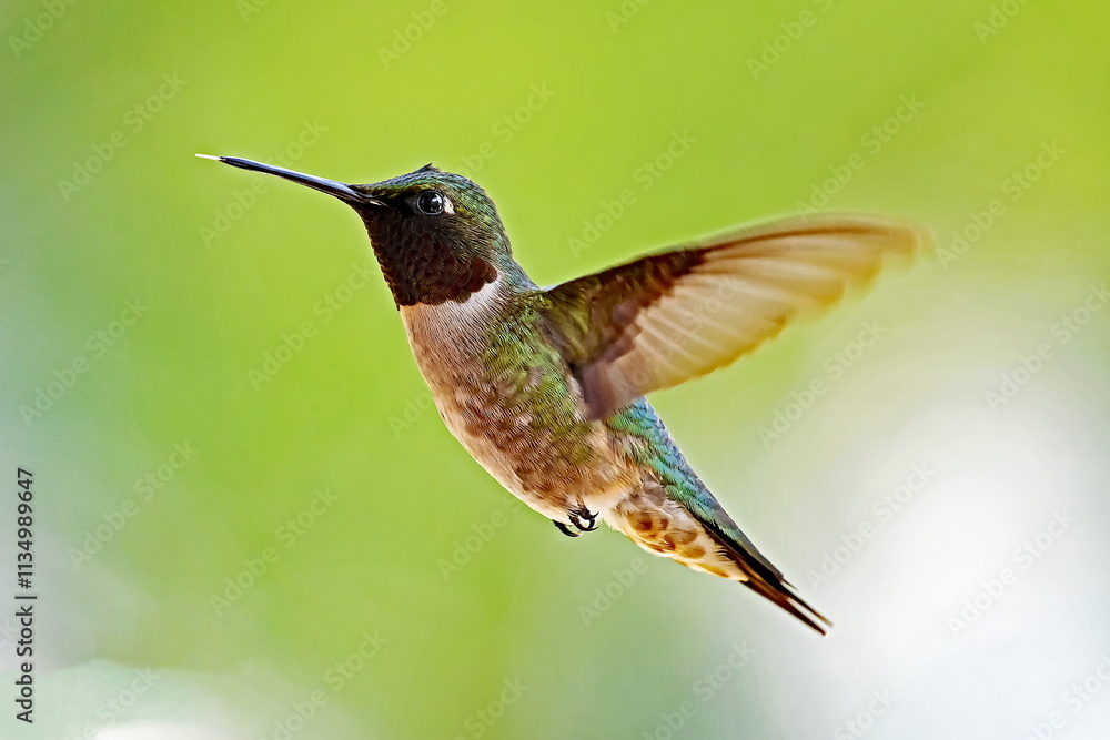 Fototapeta premium Ruby-throated Hummingbird