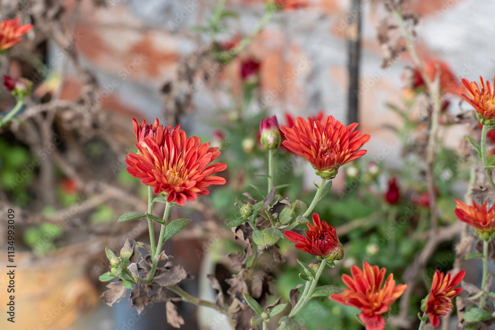 Red chrysanthemum flower with green background Red chrysanthemum flower with green background