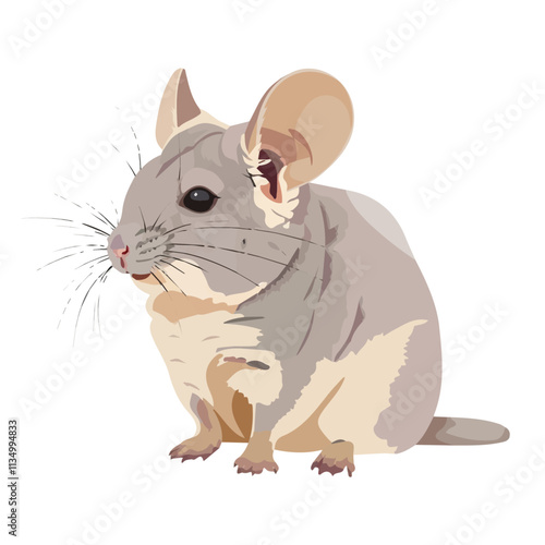 Flat vector chinchilla, isolated on a white background.

