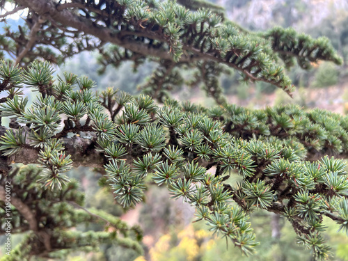 Branches of the Lebanese cedar, cedrus libani.