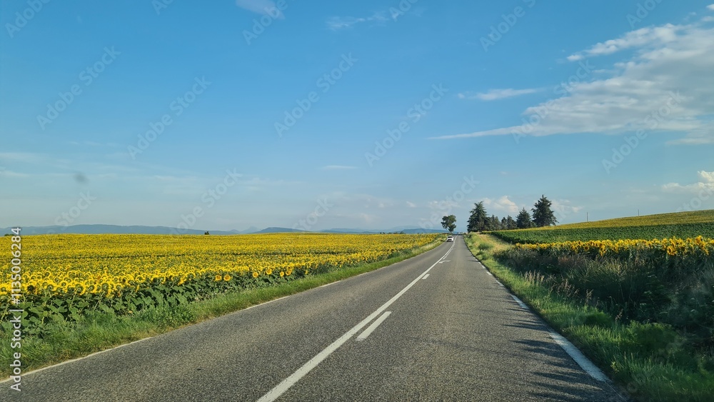 Paysage de champs de tournesol dans le Limouxin Paysage de champs de tournesol dans le Limouxin