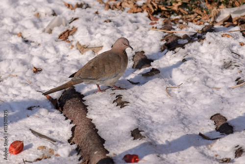 turtledove with closed eye in the snow photo