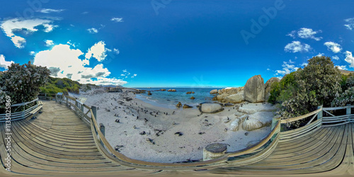 Cape Town Penguins at Boulders Beach on a sunny summer day 360 PANORAMA