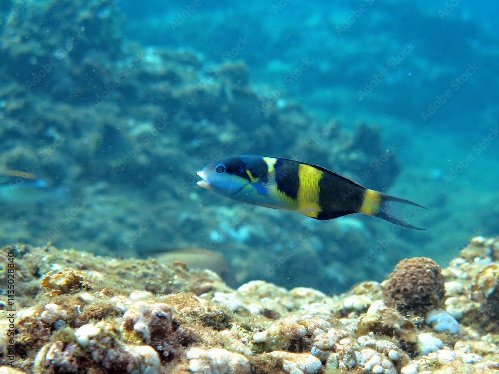Underwater photo from Egypt. Underwater photo from Egypt.