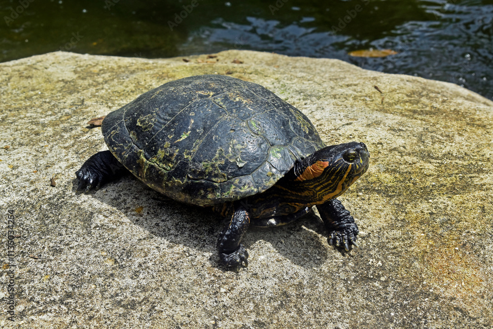 D'Orbigny's slider, water turtle (Trachemys dorbigni brasiliensis) D'Orbigny's slider, water turtle (Trachemys dorbigni brasiliensis)