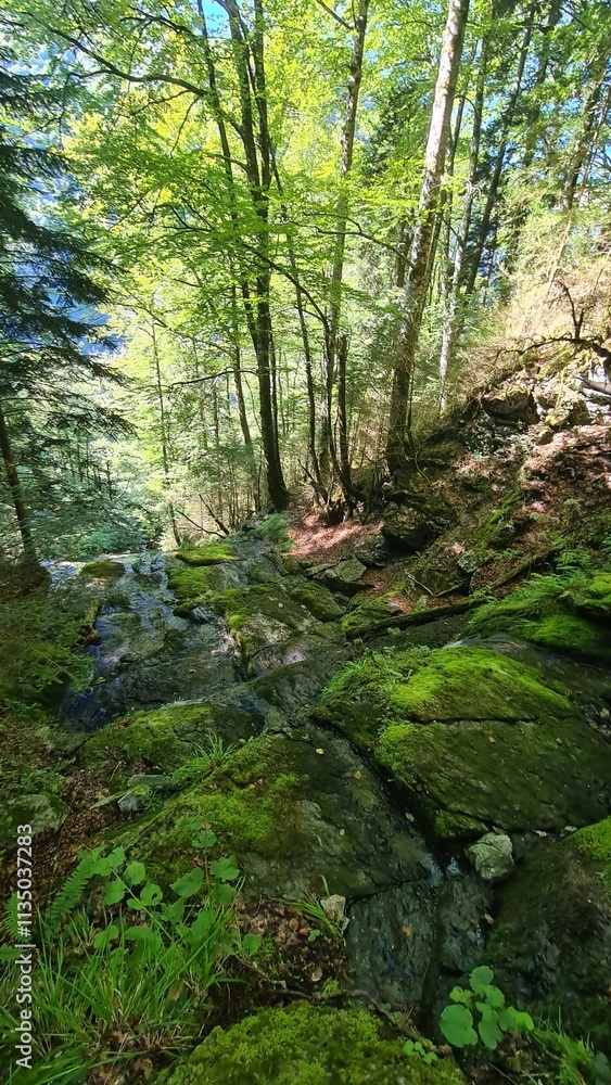 Cascade dans la forêt au-dessus de la grotte des Eaux-Chaudes et son gardien de pierre (Béarn) Cascade dans la forêt au-dessus de la grotte des Eaux-Chaudes et son gardien de pierre (Béarn)