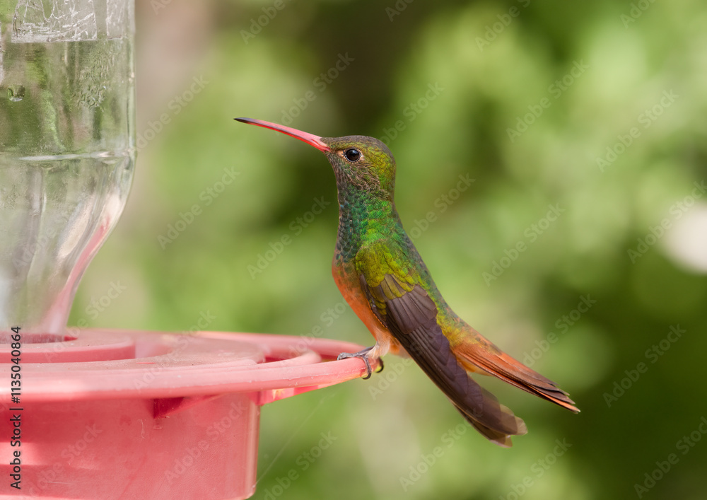 Fototapeta premium Buff-bellied Hummingbird