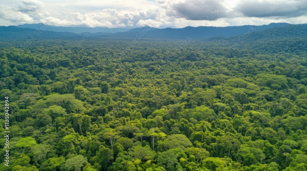 Obraz premium Dense tropical rainforest with layers of biodiversity