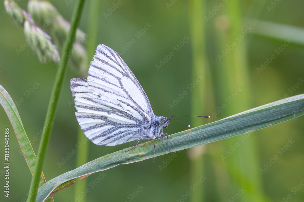 Grünader-Weißling.Pieris napi.(Linnaeus, 1758) Grünader-Weißling.Pieris napi.(Linnaeus, 1758)