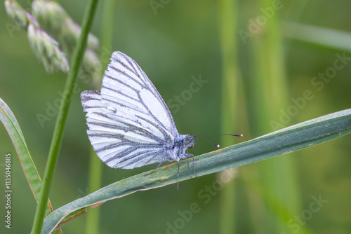 Grünader-Weißling.Pieris napi.(Linnaeus, 1758)