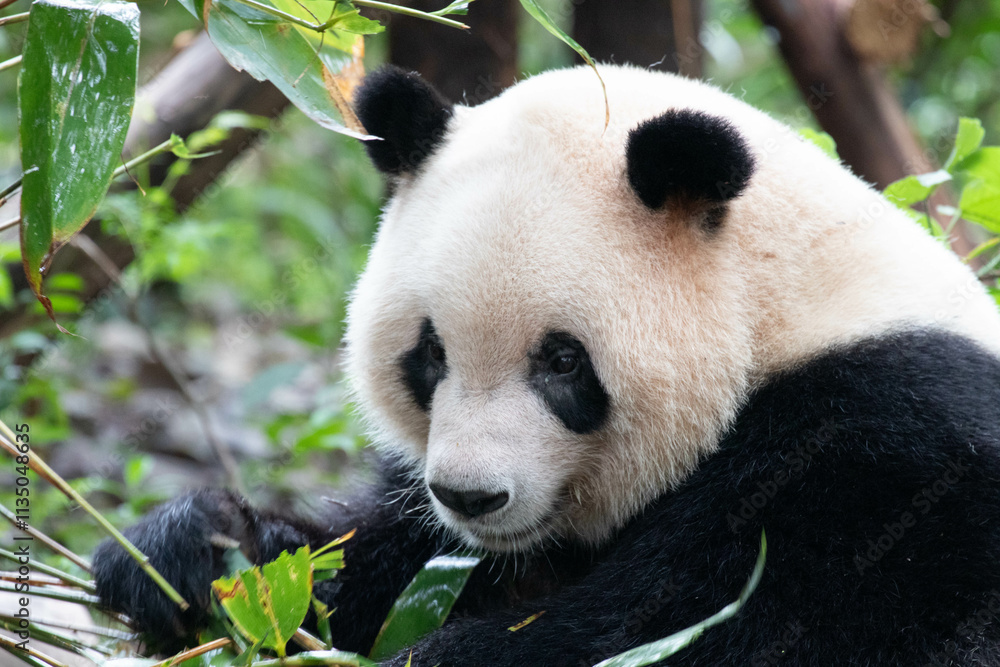 Obraz premium A Portrait of Panda, Qi Yi, Chengdu , China