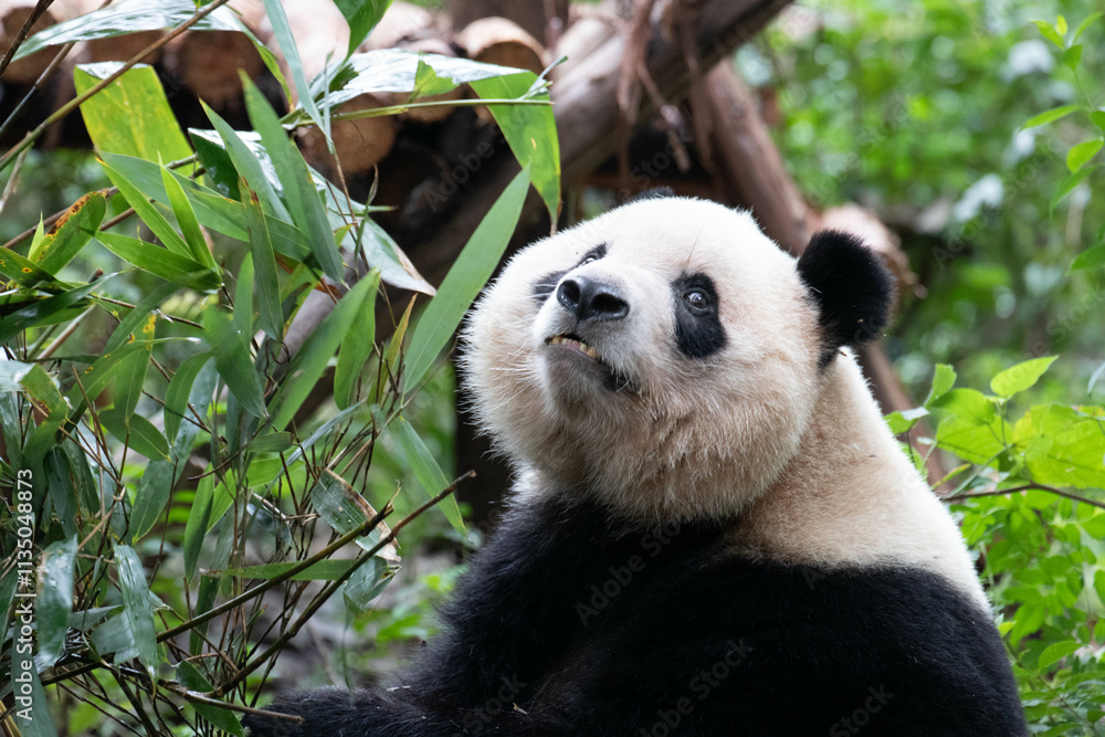 Fototapeta premium A Portrait of Panda, Qi Yi, Chengdu , China