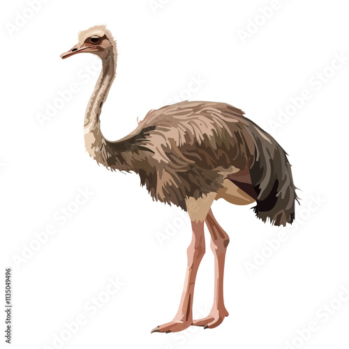 Flat vector ostrich, isolated on a white background.

