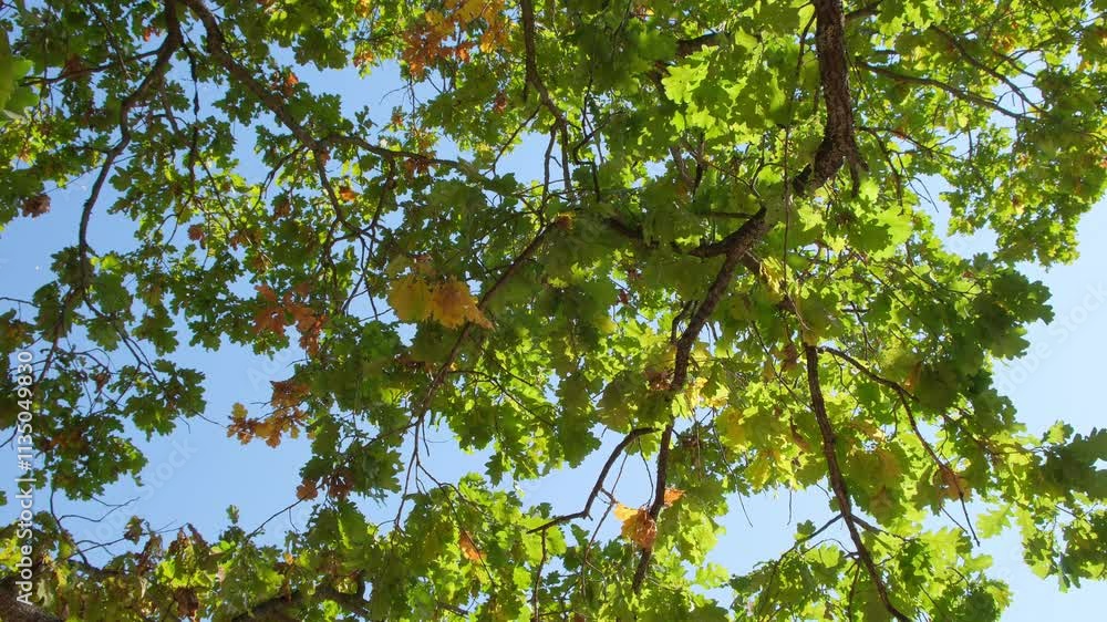 Upward glance to sun rays shines through forest trees. Scattered sunlight that filters through green elm leaves. Sunny summer nature background with sunshine radiant bokeh. Upward glance to sun rays shines through forest trees. Scattered sunlight that filters through green elm leaves. Sunny summer nature background with sunshine radiant bokeh.