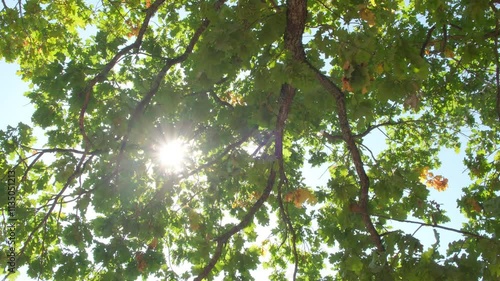 Upward glance to sun rays shines through forest trees. Scattered sunlight that filters through green elm leaves. Sunny summer nature background with sunshine radiant bokeh.