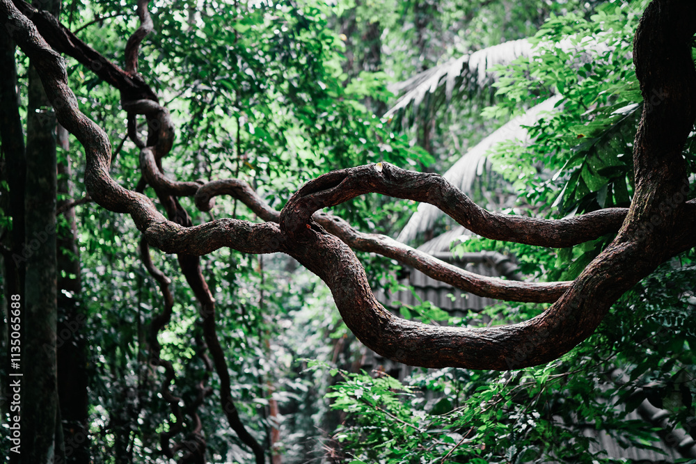 Twisted tree branches in a lush green forest, creating a natural, intricate pattern. Twisted tree branches in a lush green forest, creating a natural, intricate pattern.