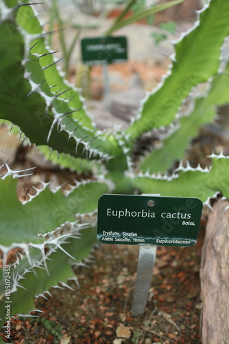 Euphorbia cactus - Greenhouse - National Natural History Museum - Paris - France photo