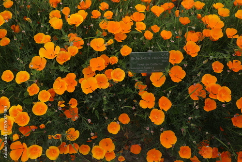 Eschscholzia californica flowers - Botanical garden - Jardin des plantes - Paris - France photo