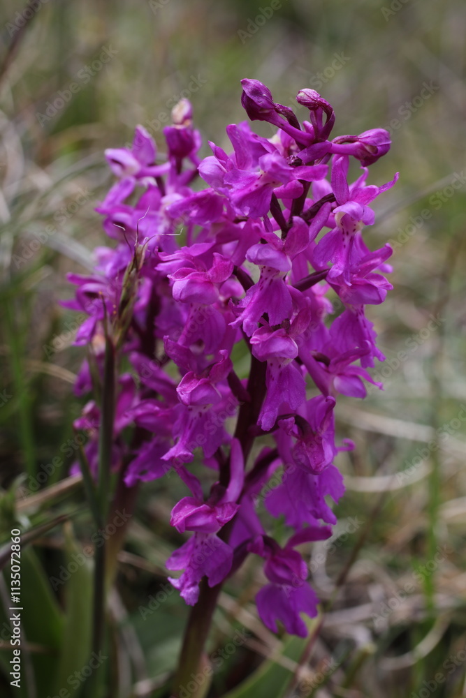 Orchis mascula; Luberon - Vaucluse - Provence-Alpes-Côte d'Azur - France Orchis mascula; Luberon - Vaucluse - Provence-Alpes-Côte d'Azur - France