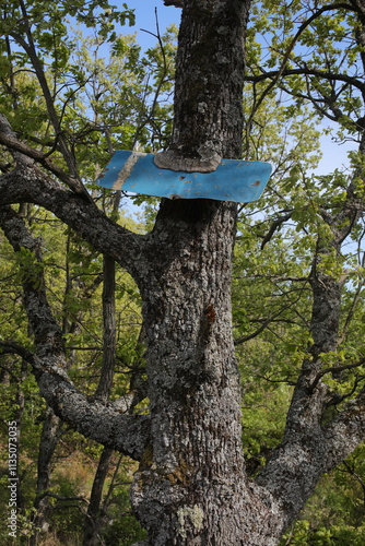 Old rusty sign swallowed by tree bark - Ascent path to Mourre Negre - Luberon - Vaucluse - Provence Alpes Cote d'Azur - France photo