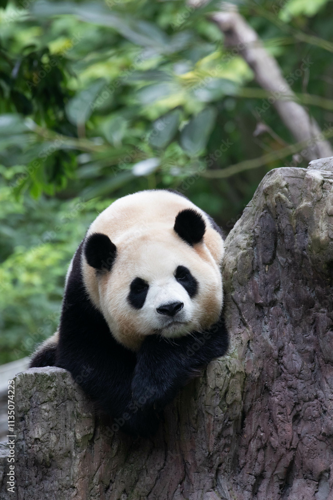 Obraz premium Close up panda returned from South Korea , Fu Bao , Wolong Panda Base