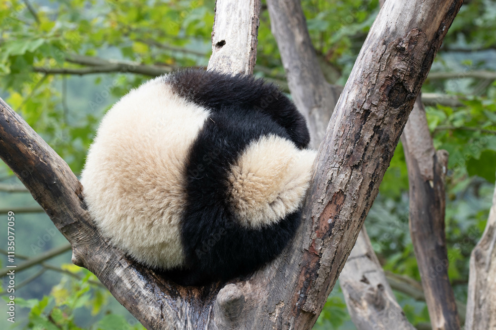 Obraz premium Funny pose of Sleeping Little Panda on the Tree, Wolong Panda Base
