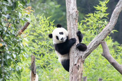 Funny pose of Little Panda on the Tree, Wolong Panda Base