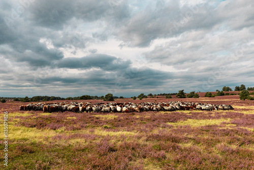 Große Heidschnucken- und Ziegenherde in der Lüneburger Heide bei Niederhaverbeck photo