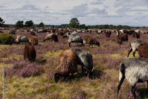 Große Heidschnucken- und Ziegenherde in der Lüneburger Heide bei Niederhaverbeck photo