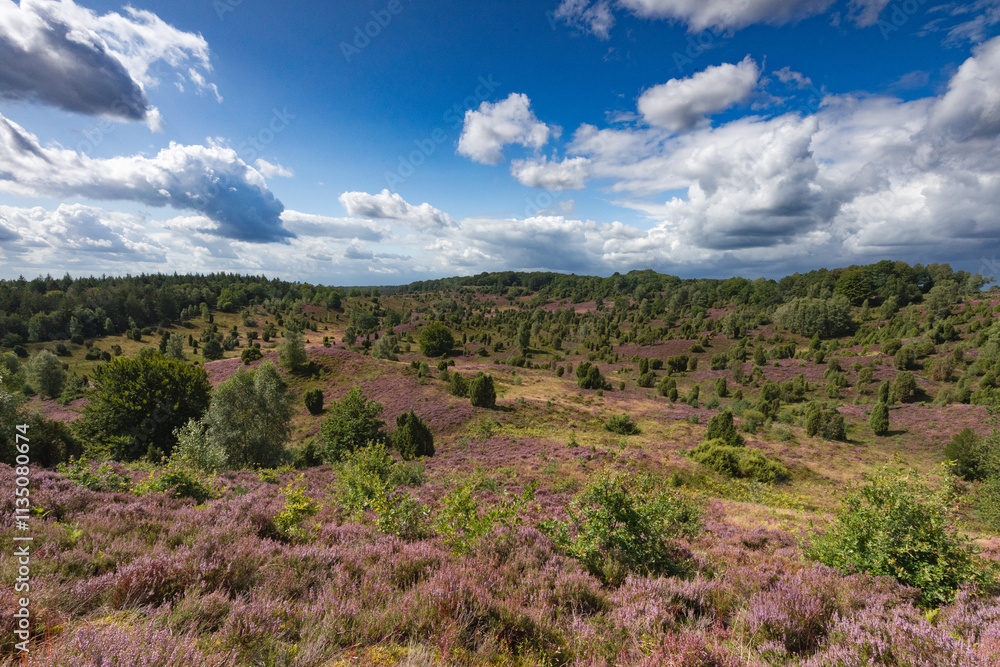 Tolle Aussicht in den Totengrund aus osten unter nahenden Gewitterwolken in der Lüneburger Heide Tolle Aussicht in den Totengrund aus osten unter nahenden Gewitterwolken in der Lüneburger Heide