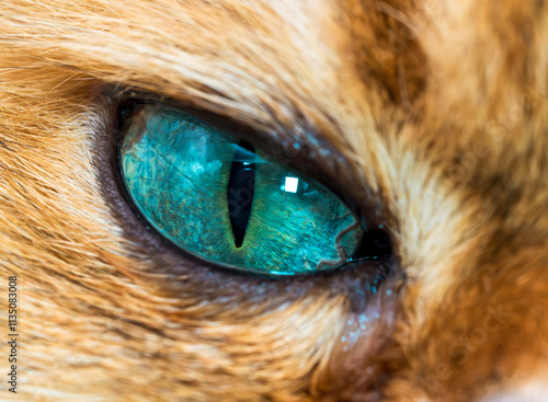 Photos The Striking Eye of a Golden British Longhair