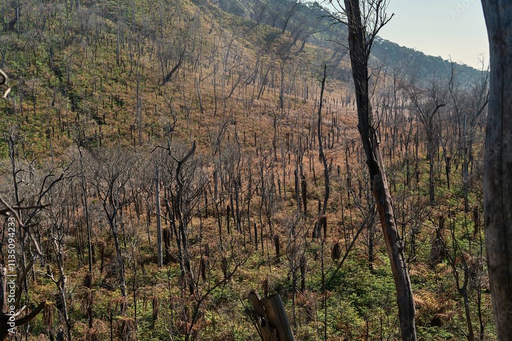 Fototapeta premium Nature’s Resilience in a Burned Forest