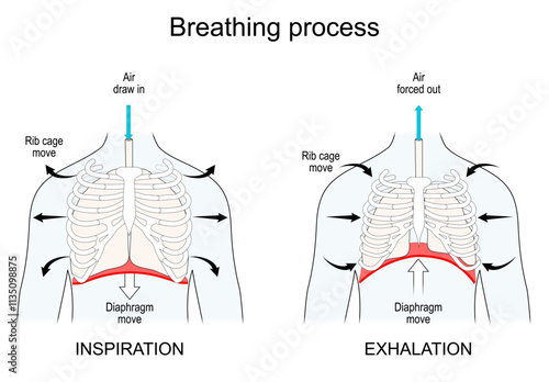 Breathing. Lungs and Diaphragm functions