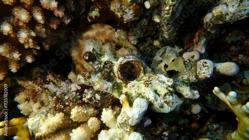 Great wormsnail or great worm shell (Ceraesignum maximum) undersea, Red Sea, Egypt, Sharm El Sheikh, Montazah Bay photo