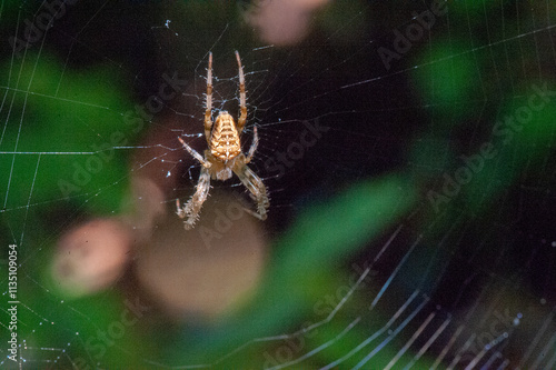 araignée épeire diadème sur sa toile avec un fond de verdure photo