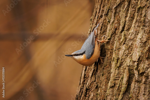 bird on a tree