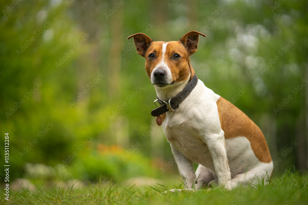 Jack Russell is a medium-sized terrier with short hair and a collar.The dog is walking outside.A little dog on the grass. Jack Russell is a medium-sized terrier with short hair and a collar.The dog is walking outside.A little dog on the grass.