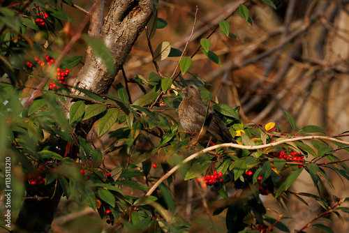 autumn leaves on the tree